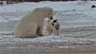 當北極熊遇上雪橇犬 雙方反應簡直「反差萌！」《國家地理》雜誌