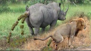 Lion & White Rhino Marking His Territory | Lion pooping, Rhino pooping