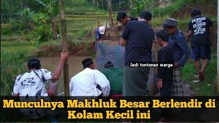 Warga dibuat Heboh saat Penemuan Belut Besar di Kolam Kecil