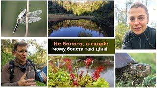 Не болото, а скарб: чому болота такі цінні