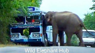 Unforgettable Elephant Attack To Bus In Forest