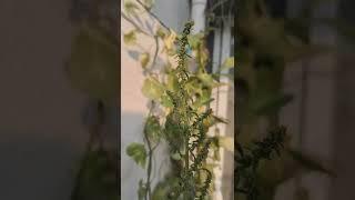 Unusual 4ft long home grown spinach plant#shorts