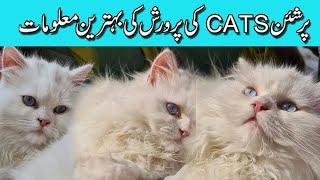 persian kitten persian cat | persian pat playing  | Rana Ashfaq Desi | | Desi Vlogger |