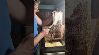 Распечатка медовых рамок старым дедовским способом #пчеловодство #пчёлы #bee #пасека #beekeeper