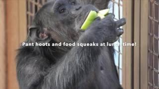 The sound of chimpanzee excitement