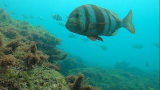 Free Diving in Portugal