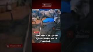 Detik detik Sapi Qurban ngamuk ketika mau di sembelih #shorts #viral