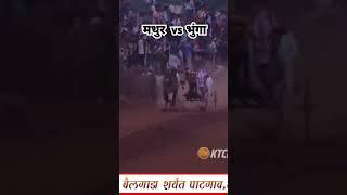 mathur win️ // live bailgada sharyat