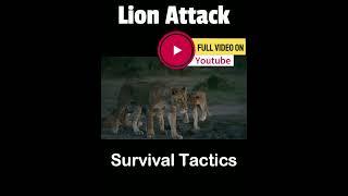 Survive Lion Attack #lion #lionencounter #lionlover #lions #lionattack #survive #survivethekiller