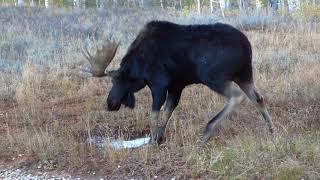 Bull Moose Scrape Pit