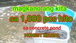 Paano mag-alaga ng hito sa concrete pond.