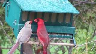 Love...with the Northern Cardinals