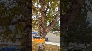 هذا  الكلام قاله النبي صلى عليه وسلم قبل  ثلاثة ايام قبل وفاته هذا الكلام قال #صلوا_على_النبي