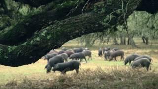 SPANISH PIGS in Central Texas