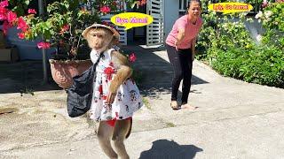 Lyly... stop right there! Monkey Lyly decides on her ideal breakfast spot.