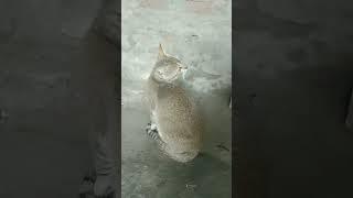 Cat video#catvideos #ket ket video#animals video#short