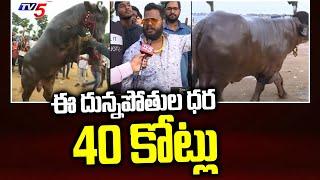 ఈ దున్నపోతుల ధర 40 కోట్లు | Sadar Festival in Hyderabad 2022 | TV5 News Digital