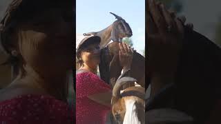 Сыроварня в Подмосковье. Козий сыр в Москве. #shorts