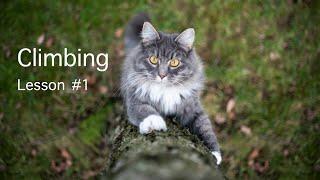 Climbing Lesson for CATS | teaching Cat how to climb a tree