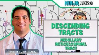 Neurology | Descending Tracts: Medullary Reticulospinal Tract