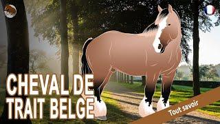 CHEVAL DE TRAIT BELGE, le descendant des chevaux de guerre du Moyen Âge, RACES DE CHEVAUX