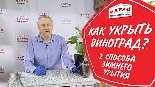 Как укрыть виноград зимой  (2 способа укрытия)