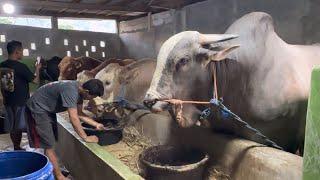 SAPI JUMBO KANDANG SEDERHANA REDOR FARM 