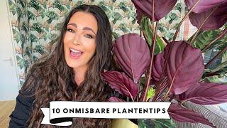 KAMERPLANTEN VERZORGEN: VERZORGINGSTIPS VOOR JE KAMERPLANTEN (OOK VOOR BEGINNERS) | MELISSA AARSSÉE