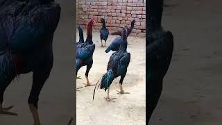 Aseel murga gang #aseel #aseelmurga #rooster