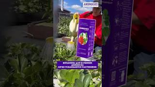 Витамины для клубники Аминосил #аминосил #клубника #подкормка #подкормки #удобрение #урожайнадаче