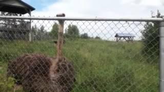 Ostrich pecking fence