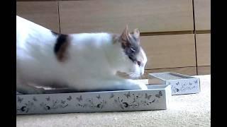 Scritchy Scratchy! Are Cardboard Scratchers Any Good? | Manchester Moggies