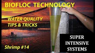 INTENSIVE SHRIMP BIOFLOC SYSTEMS - WATER QUALITY  #14 | #FISH