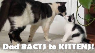 Cat Dad Reacts to his Kittens