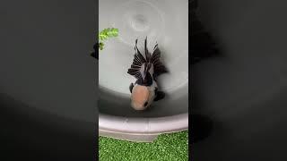 #fish #fishlover #shortsvideos