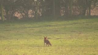 Fox terrorises and kills flock of sheep