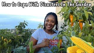 How To Cope With Disasters In The Garden || Organic Farming Is Hard!!