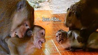 It Hurt Full Aron Bit And Fight Alba Monkey | Tobias Try Help Until Aron Bit Him Too