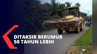 Viral Buaya Besar Diangkat Buldozer di Bangka Belitung