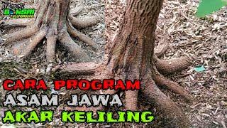 43// Cara program asam jawa dari biji , akar keliling