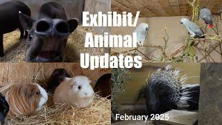 Tapir, Meerkat, Serval, Parrot & Hog Springs Updates