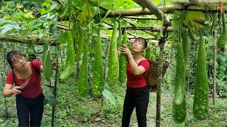 The girl harvests gourds, melons, and squashes to sell at the market, cooking - Bàn Thị Ta