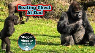 Baby Gorilla's Chest Beat Marathon at La Vallée des Singes