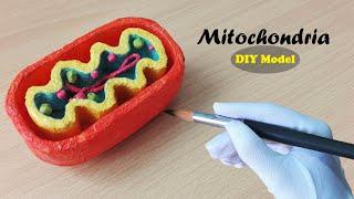 How to make Mitochondria Model | 3d Styrofoam carving