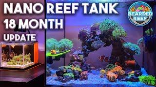 Nano Reef Tank 18 Month Update - Waterbox Peninsula Mini 15g