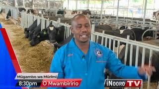 Dairy  farming.  Joy farm in Nakuru.