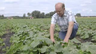 Growing cucumbers in Poland with ICL Fertilizers: Testimonial