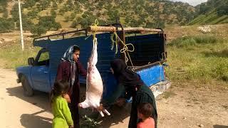 Slaughter of sheep for guests