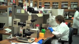 What is Bioinformatics and Computational Biology?