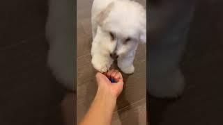 How To Train Your Dog Paw #shorts